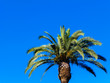 Palm tree on a turquoise background
