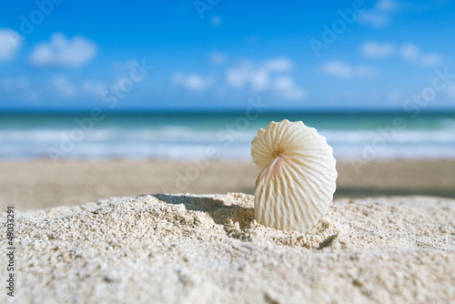 Photo: paper nautilus shell with ocean , beach and seascape paper nautilus shell with ocean , beach and seascape