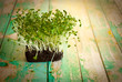 Photo: watercress watercress