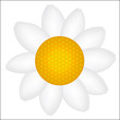 Beautiful Daisy icon vector illustration