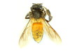 bee isolated on the white