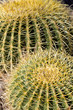 Thorns of Barrel Cactus
