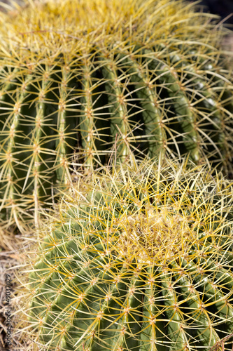 Photo: Thorns of Barrel Cactus Thorns of Barrel Cactus