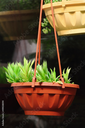 Photo: Plant agave Plant agave
