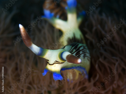 Photo: Sternschnecke (Nembrotha lineolata) Sternschnecke (Nembrotha lineolata)
