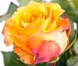 Schöne, gelbe Rose