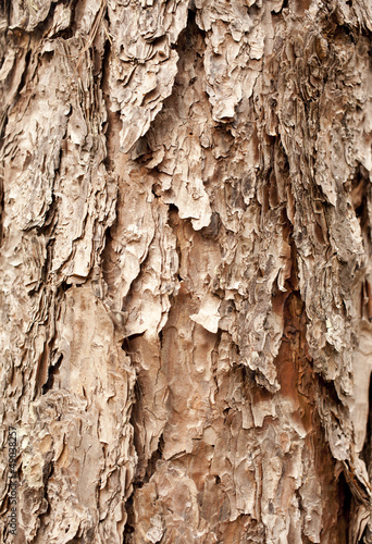 Photo: pine bark showing brown texture details pine bark showing brown texture details