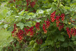 groseillier, Ribes grossularia