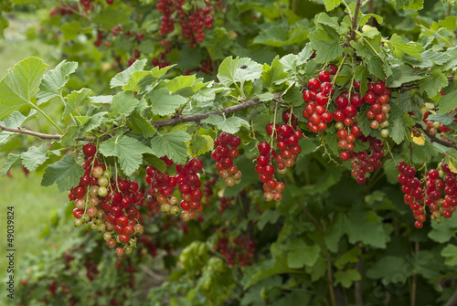Photo: groseillier, Ribes grossularia groseillier, Ribes grossularia