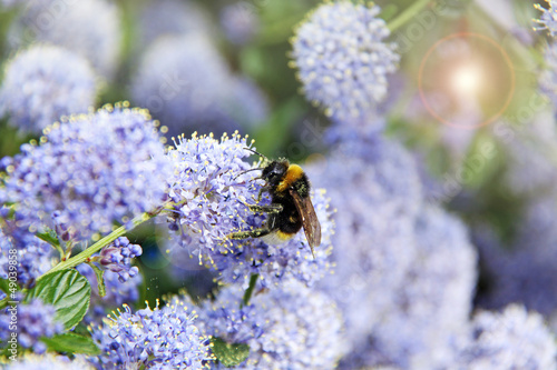 Photo: hummel im sommerflieder hummel im sommerflieder