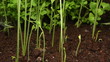 Video: Growing been plant time lapse Growing been plant time lapse