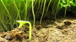 Video: Growing been plant time lapse Growing been plant time lapse