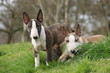 Bull terrier miniature