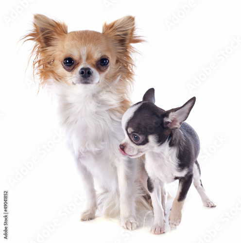 Photo: puppy and adult chihuahua puppy and adult chihuahua