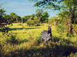Zebra in grass on African savanna. Safari in Serengeti, Tanzania