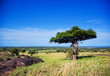 Savanna landscape in Africa, Serengeti, Tanzania