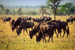 Wildebeests herd, Gnu on African savanna. Safari in Serengeti