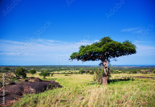 Fototapeta Savanna landscape in Africa, Serengeti, Tanzania