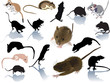 set of rats and mouses on white