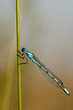 A blue dragonfly on brown background