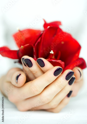 Photo: Cupped hands with manicure holding red flower on white Cupped hands with manicure holding red flower on white