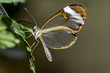 Greta oto (Clearwing)
