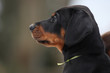 Dobermannwelpe