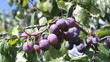 Ripe plums on a branch