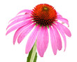 Sonnenhut (Echinacea purpurea) Einzelne Blüte mit Blütenblätt