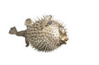 hedgehog fish isolated on white