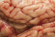 Textura de cerebro