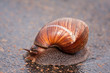 Snail moving on wet surface