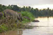 Pygmy elephants on the Kinabatangan River, Sabah.
