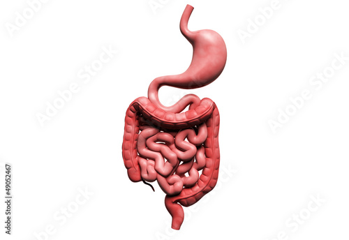 Illustration: human digestive system human digestive system