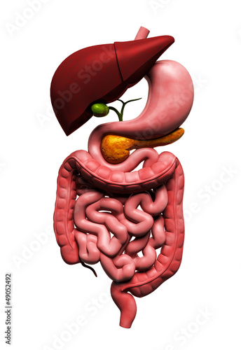 Illustration: human digestive system human digestive system