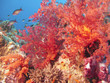Jardin de corail