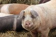 Weideschweine im Winter