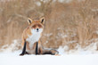 Fox in area in the Netherlands