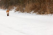 Fox in area in the Netherlands