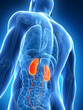Illustration: 3d rendered illustration of the male kidneys 3d rendered illustration of the male kidneys