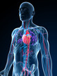 3d rendered illustration of the human vascular system