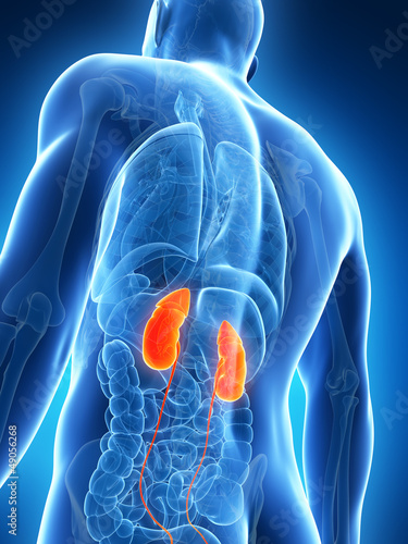 Illustration: 3d rendered illustration of the male kidneys 3d rendered illustration of the male kidneys