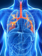 3d rendered illustration of the bronchi