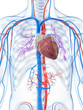 3d rendered illustration of the human vascular system