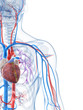3d rendered illustration of the human vascular system