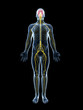 3d rendered illustration of the male nerve system