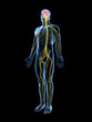 3d rendered illustration of the male nerve system