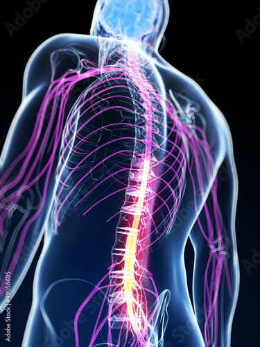 Illustration: 3d rendered illustration of the spinal cord 3d rendered illustration of the spinal cord