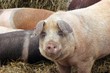Weideschwein mit geschlossenen Augen