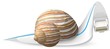 snail vector